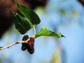 Mulberry Fruit leaf extract on tree Royalty Free Stock Photo