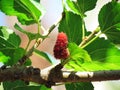 Mulberry Fruit leaf extract on tree Royalty Free Stock Photo