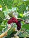 Mulberry Fruit leaf extract Royalty Free Stock Photo