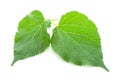 Mulberry fruit leaves isolated on white background Royalty Free Stock Photo