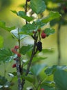 The mulberry fruit is a multiple fruit Royalty Free Stock Photo