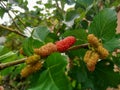 mulberry fruit is red and black with sweet and sour tend to sour Royalty Free Stock Photo