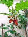 Mulberry fruit on the small tree in garden