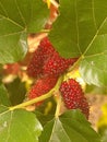 Mulberry fruit is a sweet and juicy fruit that comes from the mulberry tree