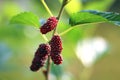 Mulberry fruits also known as Morus rubra for the red species Royalty Free Stock Photo