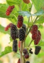 Mulberry fruits on a branch Royalty Free Stock Photo