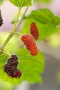 Mulberry fruits on a branch Royalty Free Stock Photo