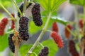Mulberry fruits on a branch Royalty Free Stock Photo