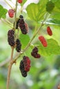Mulberry fruits on a branch Royalty Free Stock Photo