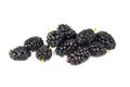 Mulberry fruits isolated ower white Royalty Free Stock Photo