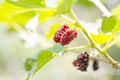 Mulberry fruits in nature backgrounds.