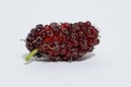 Juicy mulberry fruit Morus indica on white background Royalty Free Stock Photo