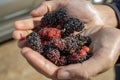 Mulberry fruits in the palms Royalty Free Stock Photo