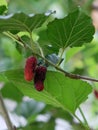 The mulberry fruit is a multiple fruit.