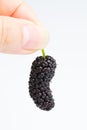 Mulberry in hand Royalty Free Stock Photo