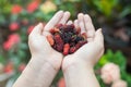 Mulberry in hand