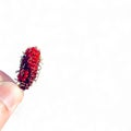 mulberry in hand on white background. Royalty Free Stock Photo
