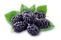 Mulberry isolated. Group of berries Royalty Free Stock Photo