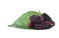 Mulberry isolated on white background Royalty Free Stock Photo