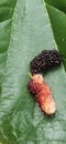 Mulberry leaf and fruit Royalty Free Stock Photo