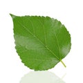 Mulberry leaf isolated cut out on white Royalty Free Stock Photo