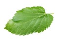 Mulberry leaf isolated Royalty Free Stock Photo