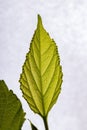 Mulberry leaf Royalty Free Stock Photo