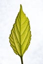 Mulberry leaf Royalty Free Stock Photo