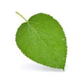 Mulberry with leaf with water drops on white background Royalty Free Stock Photo