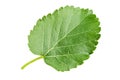 Mulberry leaf on white background Royalty Free Stock Photo