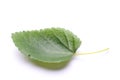 Mulberry leaf on a white background Royalty Free Stock Photo