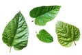 Mulberry leaf on white ,leaves of mulberry used in heart disease balance the rhythm disorders in the heart and cleanse the bowels