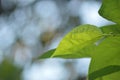 Mulberry leafs with blurred background. Royalty Free Stock Photo