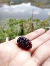 Mulberry matang sempurna Royalty Free Stock Photo