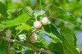 Mulberry Morus alba are on tree Royalty Free Stock Photo