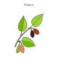 Mulberry morus nigra , or black mulberry