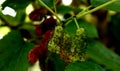 MULBERRY plant of india assam which used as silk food Royalty Free Stock Photo