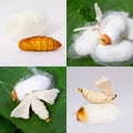 Mulberry pupa to moth collage Royalty Free Stock Photo
