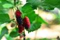 Mulberry Royalty Free Stock Photo