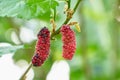 Mulberry ripe on a branch mulberries