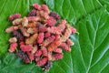 Mulberry ripe on leaves mulberries