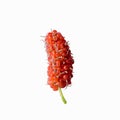 Mulberry ripe single colorful valuable