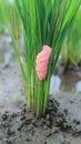 The mulberry slug is a pest that disturbs rice plants in paddy fields