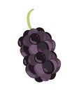 mulberry superfood fruit