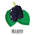 Mulberry superfood fruit for template farmer market design, label and packing. Natural energy protein organic food