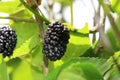 Mulberry Tree