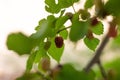 Mulberry tree. Black ripe and red unripe mulberries on the branch. Red purple mulberries on tree. Fresh mulberry. Black mulberry Royalty Free Stock Photo