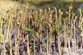 Mulberry tree cuttings in pots black