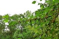 Mulberry tree (Fam; Moraceae )