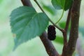 Mulberry tree full of blackberries